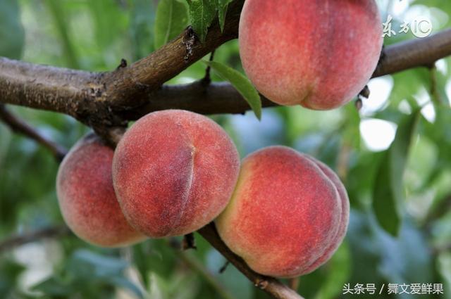 种植桃树创业，并非那么简单——记桃树种植技巧与购桃方法