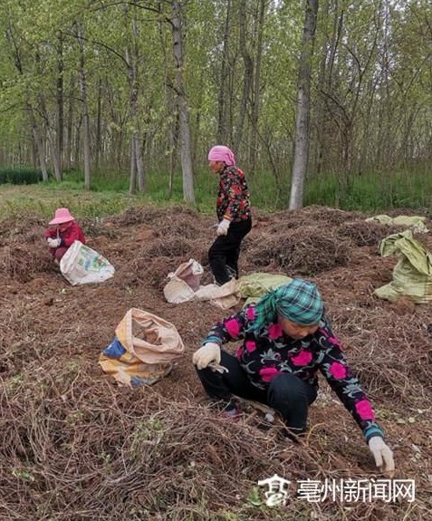 致富种植何首乌视频_何首乌种植效益_何首乌种植致富