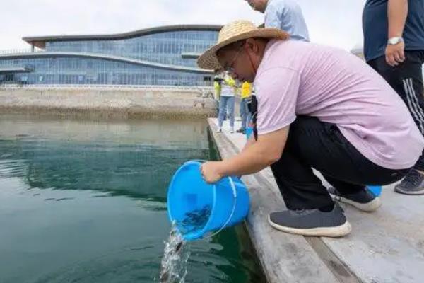 鲢鳙和大头鱼有区别吗，附养殖方法