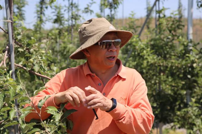 致富种植苹果故事_苹果种植致富故事_致富种植苹果故事简介