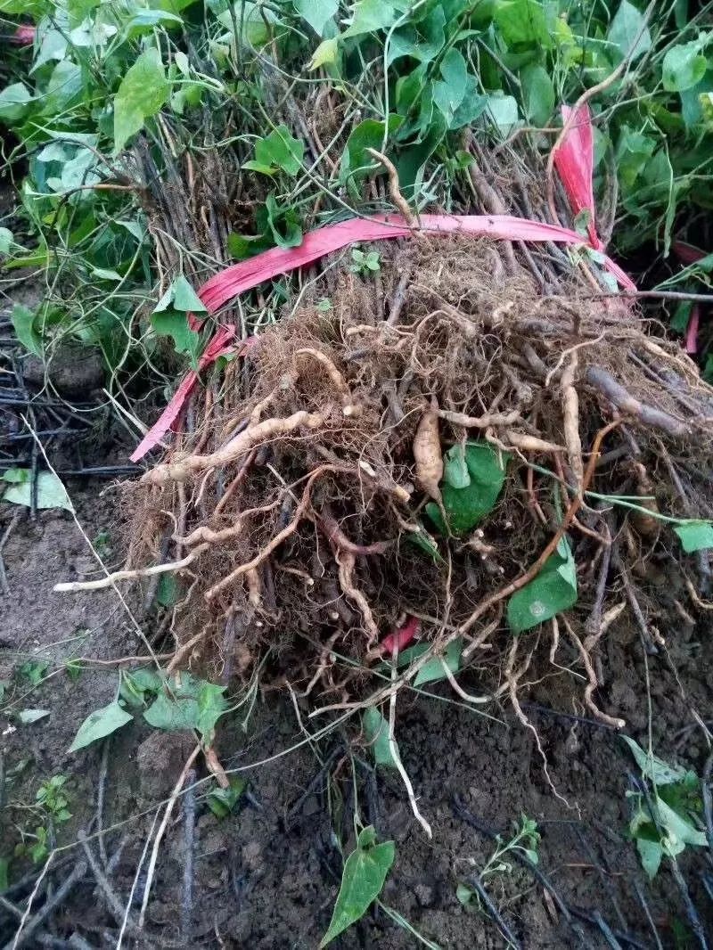 宣威97年农村小伙年入百万，种植何首乌闯出致富