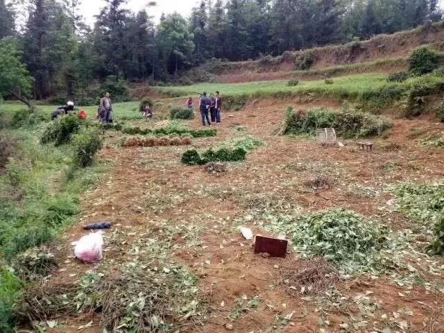 宣威97年农村小伙年入百万，种植何首乌闯出致富