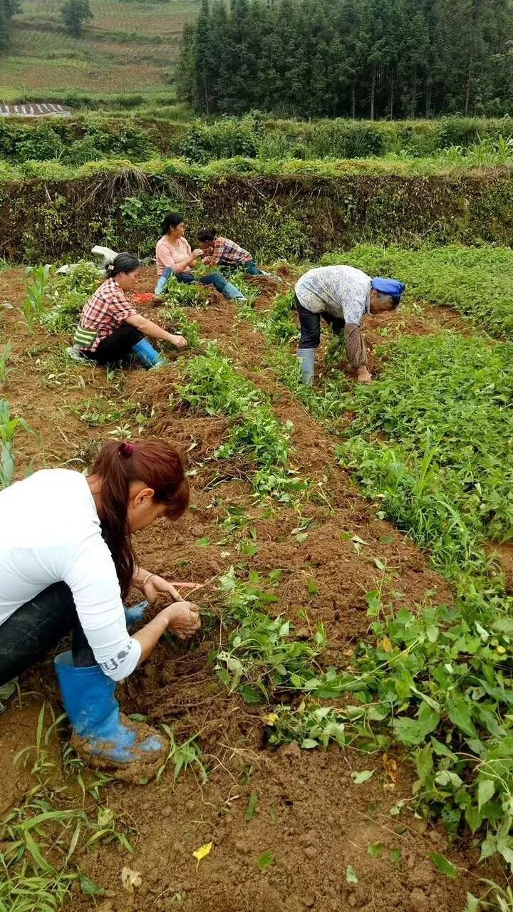 宣威97年农村小伙年入百万，种植何首乌闯出致富