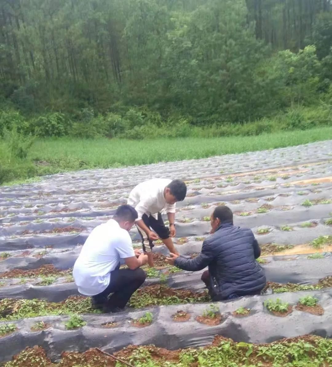 宣威97年农村小伙年入百万，种植何首乌闯出致富