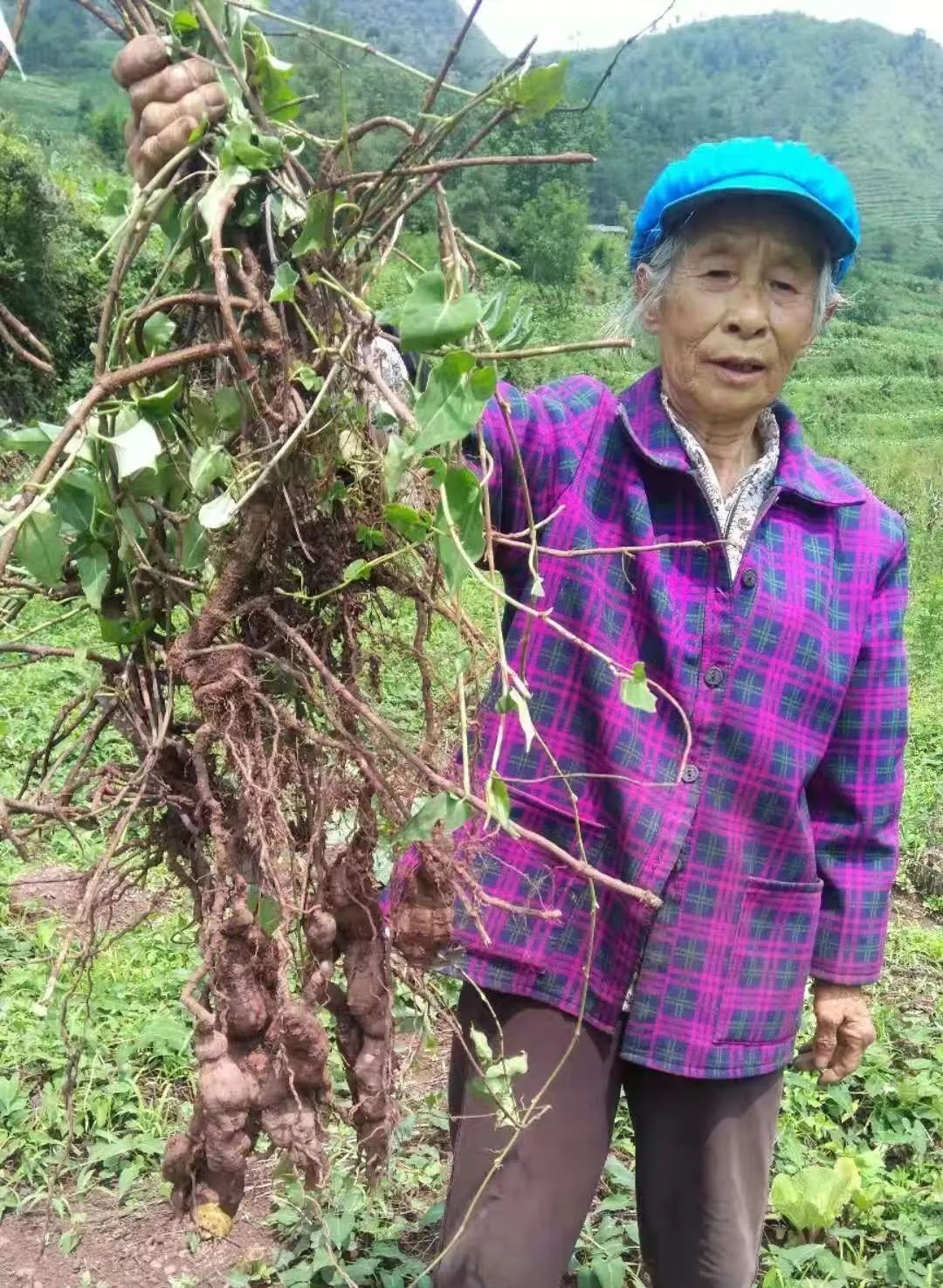 宣威97年农村小伙年入百万，种植何首乌闯出致富