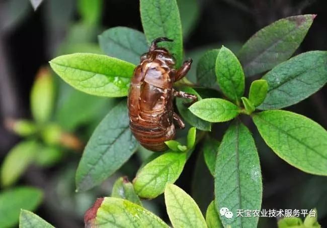 人工养殖蝉蛹视频_人工养殖蝉蛹技术_人工养殖蝉蛹