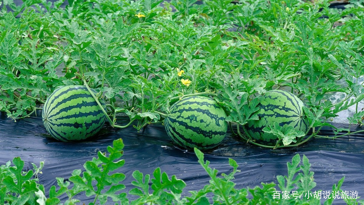 西瓜种植技术露地_西瓜露地栽培_西瓜的露地种植技术