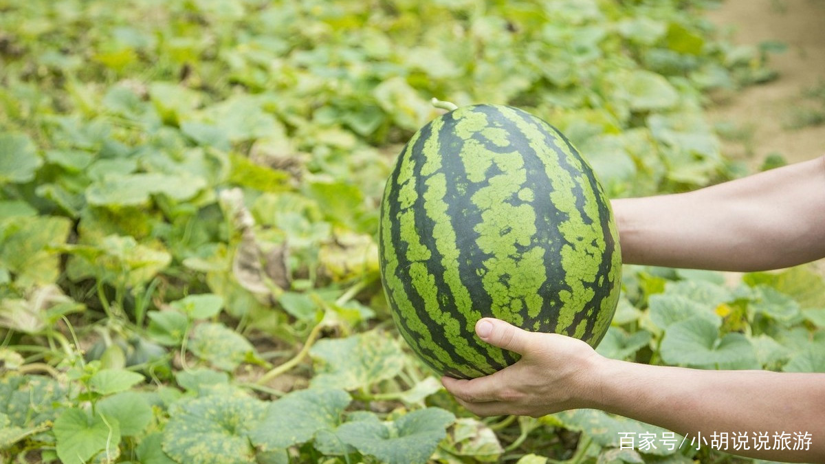 西瓜露地栽培_西瓜种植技术露地_西瓜的露地种植技术