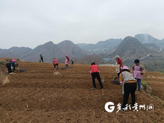 村民在中药材基地里除草