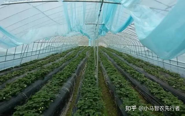 大棚的冬枣好吃吗_冬枣大棚种植新技术_冬枣大棚管理技术