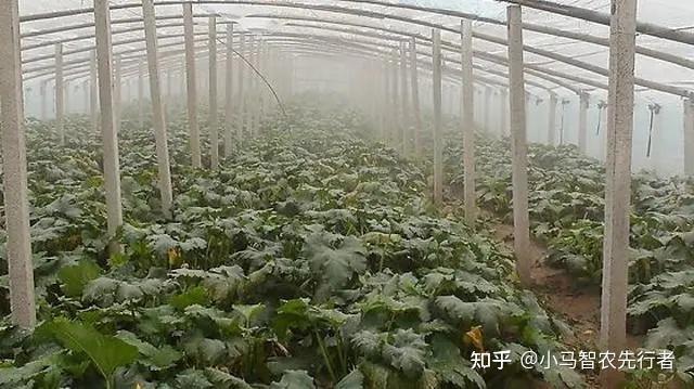 大棚的冬枣好吃吗_冬枣大棚管理技术_冬枣大棚种植新技术