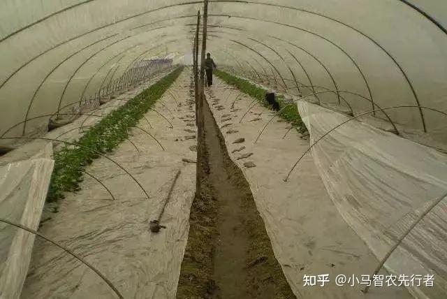 大棚的冬枣好吃吗_冬枣大棚种植新技术_冬枣大棚管理技术