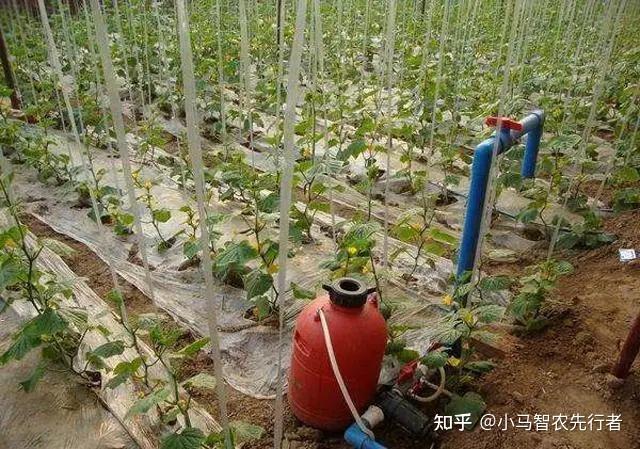 冬枣大棚种植新技术_冬枣大棚管理技术_大棚的冬枣好吃吗