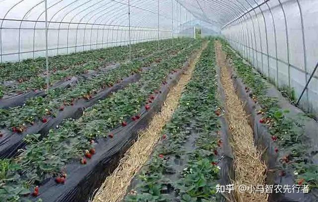 冬枣大棚管理技术_冬枣大棚种植新技术_大棚的冬枣好吃吗