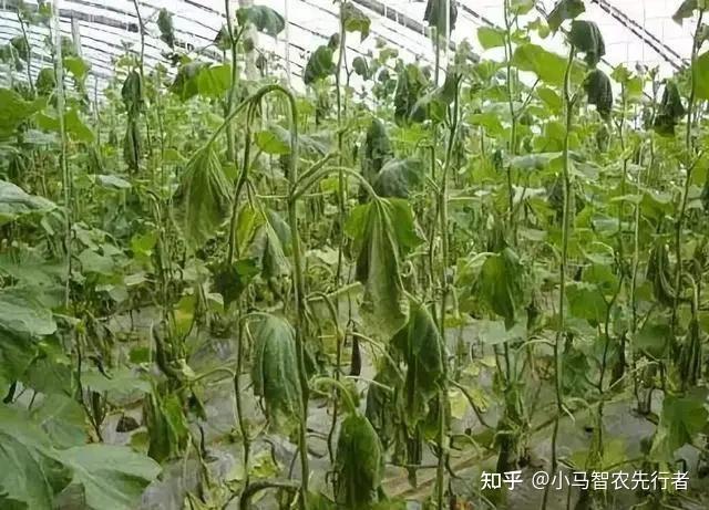 冬枣大棚种植新技术_大棚的冬枣好吃吗_冬枣大棚管理技术