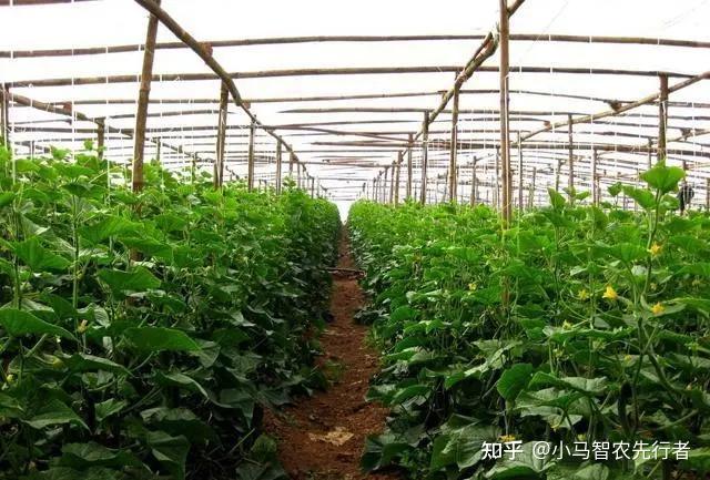 冬枣大棚种植新技术_大棚的冬枣好吃吗_冬枣大棚管理技术