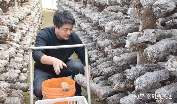 河南省汝州市：小香菇铺就致富之路