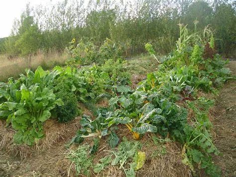 种植塔层技术是什么_九层塔种植技术_塔菜种植