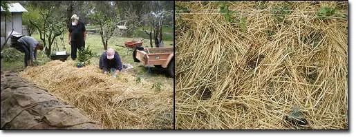 塔菜种植_种植塔层技术是什么_九层塔种植技术