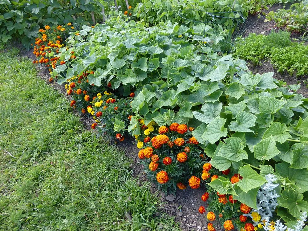 九层塔种植技术_种植塔层技术是什么_塔菜种植