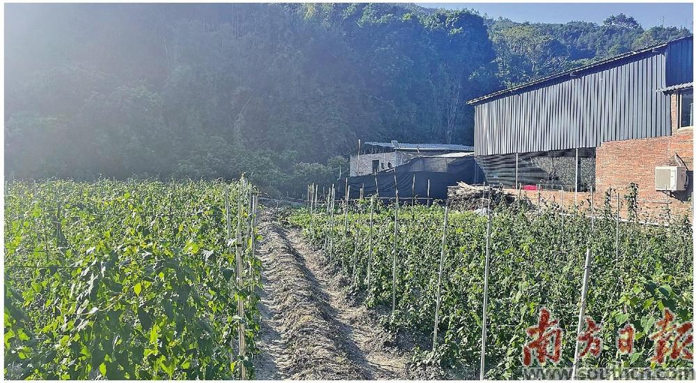 致富种植何首乌视频_何首乌种植致富_致富种植何首乌怎么样