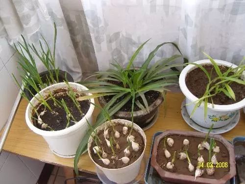 塔菜种植_九层塔种植技术_种植塔层技术有哪些