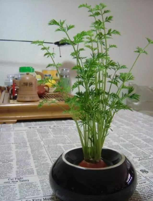 种植塔层技术有哪些_九层塔种植技术_塔菜种植