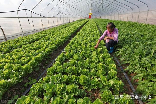 温室种植释迦技术_释迦养殖技术_释迦栽培技术