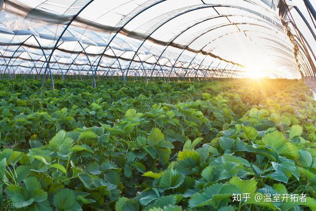 温室种植释迦技术_释迦栽培技术_释迦养殖技术