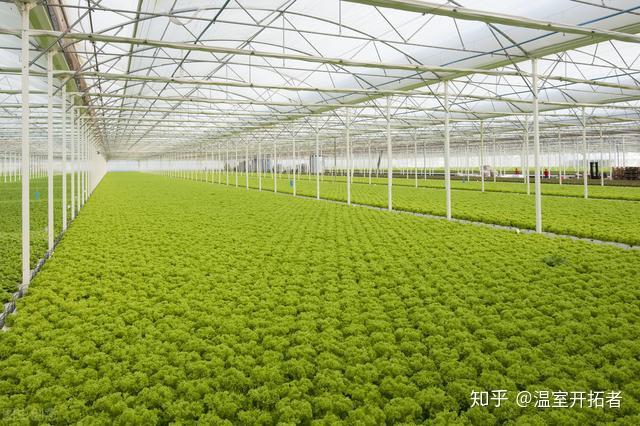 释迦栽培技术_温室种植释迦技术_释迦养殖技术