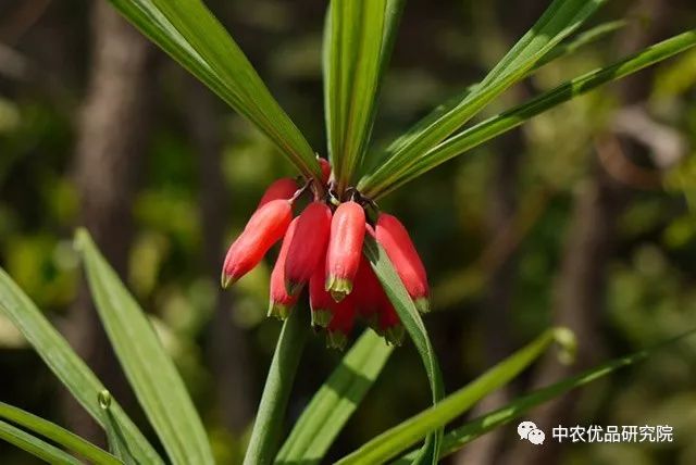 关于黄精种植技术_关于黄精种植技术_关于黄精种植技术