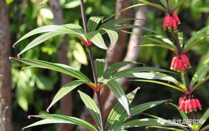 关于黄精种植技术_关于黄精种植技术_关于黄精种植技术