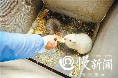 养殖新手技术竹鼠视频_竹鼠养殖怎么样_新手竹鼠养殖技术