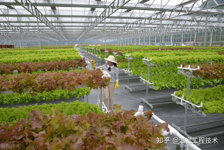 释迦栽培技术_释迦养殖技术_温室种植释迦技术