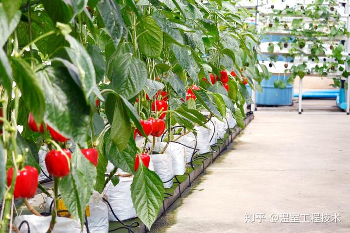 释迦养殖技术_温室种植释迦技术_释迦栽培技术