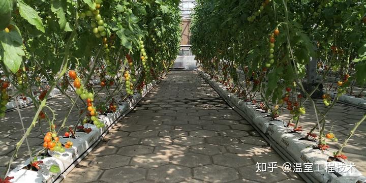 释迦养殖技术_温室种植释迦技术_释迦栽培技术