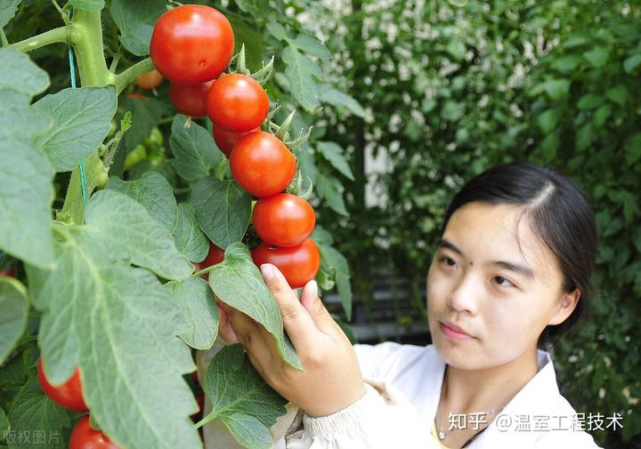 温室种植释迦技术_释迦养殖技术_释迦栽培技术