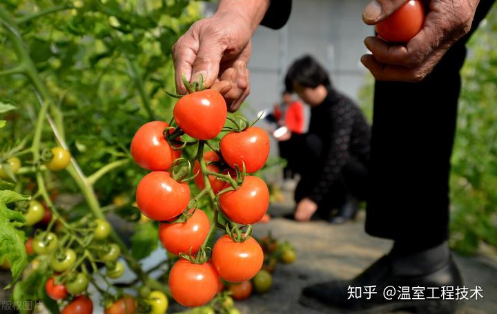 释迦养殖技术_温室种植释迦技术_释迦栽培技术