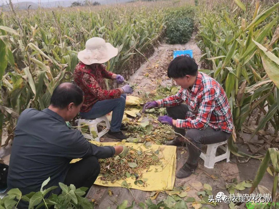 榆中县：提高基层农技推广体系能力促进玉米作物大面积单产提升