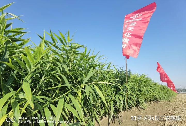 安丘种植生姜 致富_安丘生姜种植面积_山东安丘生姜种植