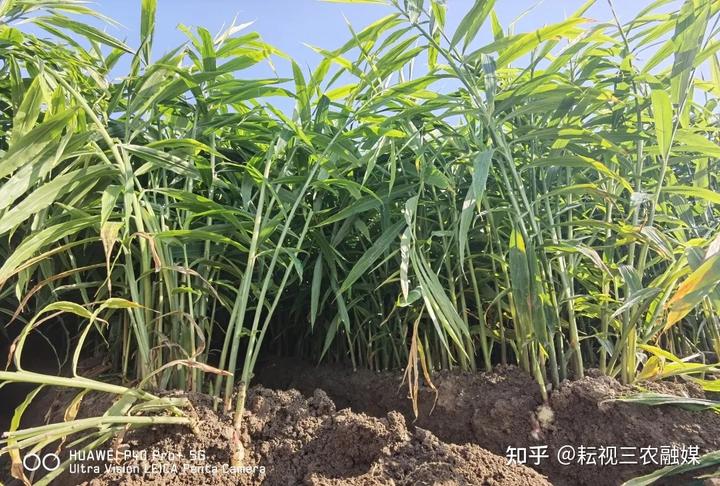 安丘生姜种植面积_山东安丘生姜种植_安丘种植生姜 致富