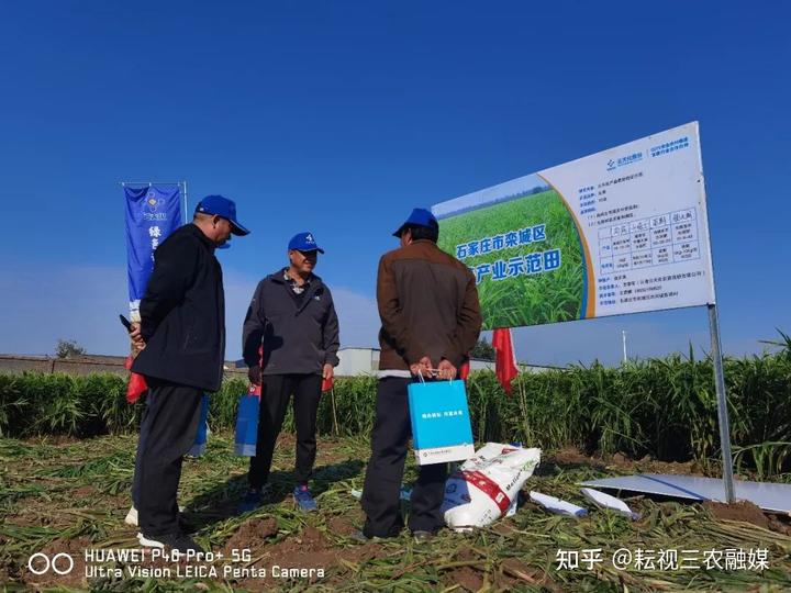 安丘种植生姜 致富_安丘生姜种植面积_山东安丘生姜种植