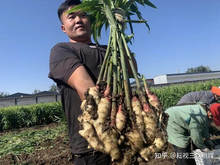 山东安丘生姜种植_安丘种植生姜 致富_安丘生姜种植面积