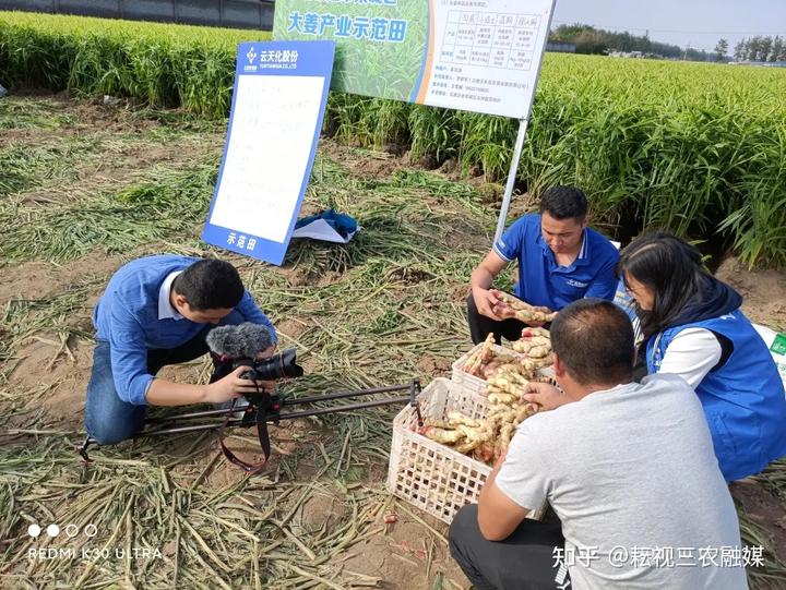 安丘生姜种植面积_山东安丘生姜种植_安丘种植生姜 致富