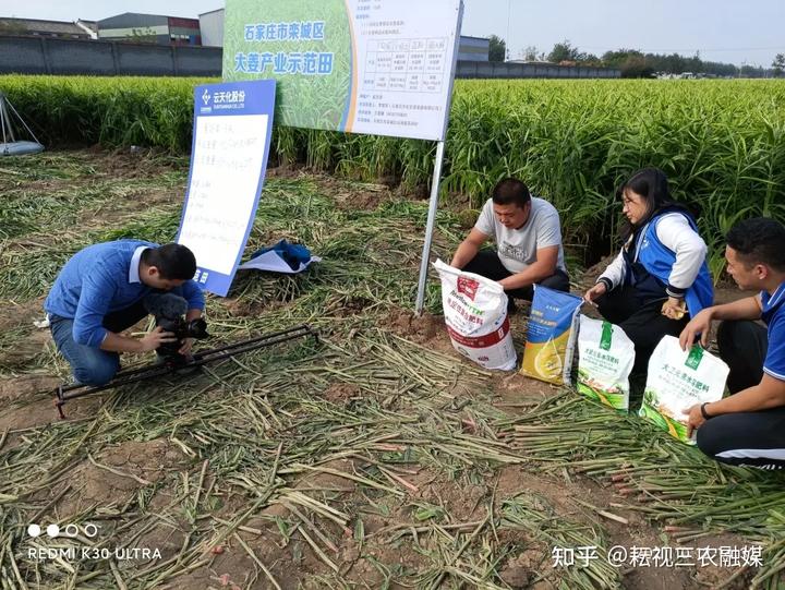 安丘生姜种植面积_山东安丘生姜种植_安丘种植生姜 致富