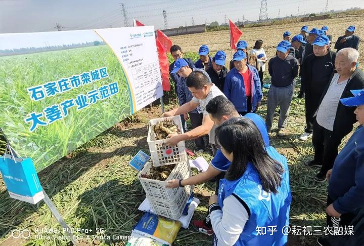 安丘生姜种植面积_安丘种植生姜 致富_山东安丘生姜种植