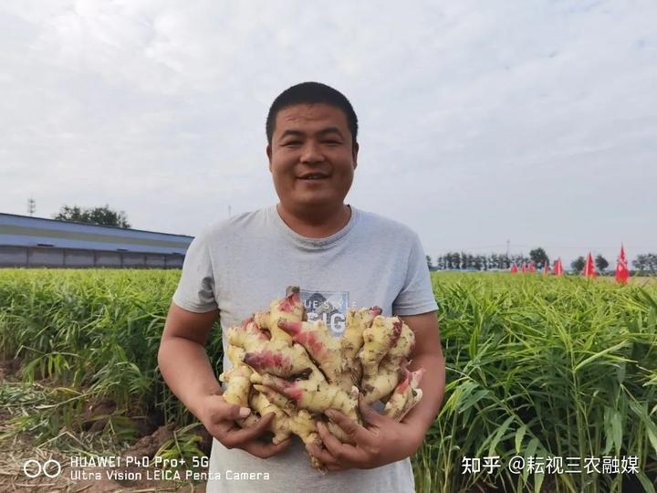 安丘种植生姜 致富_山东安丘生姜种植_安丘生姜种植面积