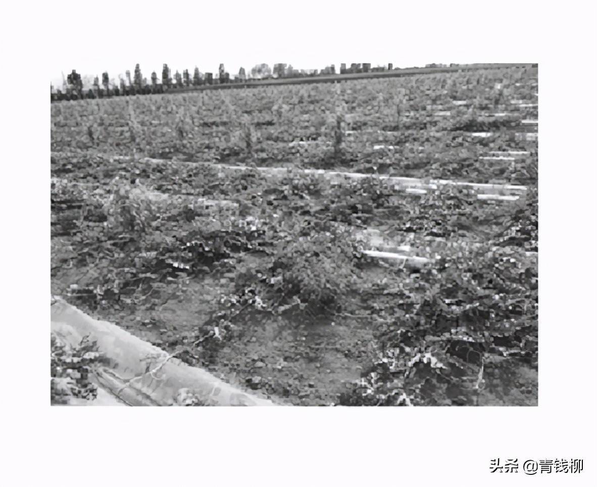 西瓜的露地种植技术_西瓜种植技术露地_西瓜露地栽培