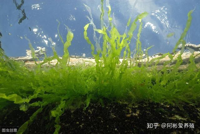 农广天地小龙虾养殖_龙虾养殖基地图_农广天地龙虾养殖技术