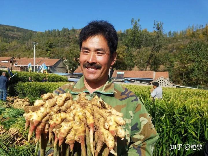 安丘种植生姜 致富_安丘大姜种植技术_安丘生姜产量